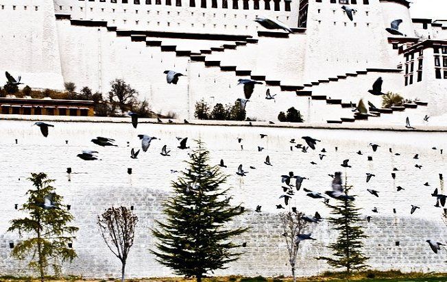 bird flying across the Potala Palace, Travel to Tibet on a Budget