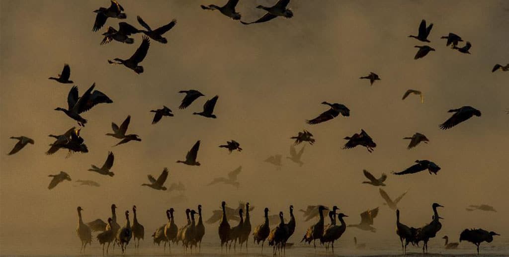 Tibet Bird watching tour