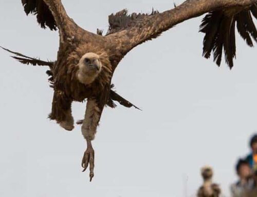 Tibetan Sky Burial