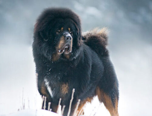 Tibetan Dogs