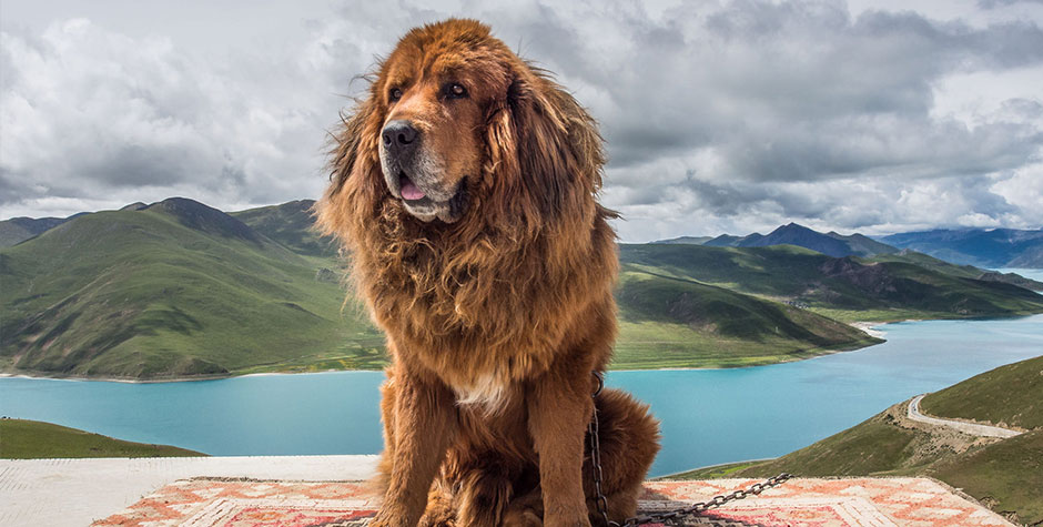 Tibetan Mastiff