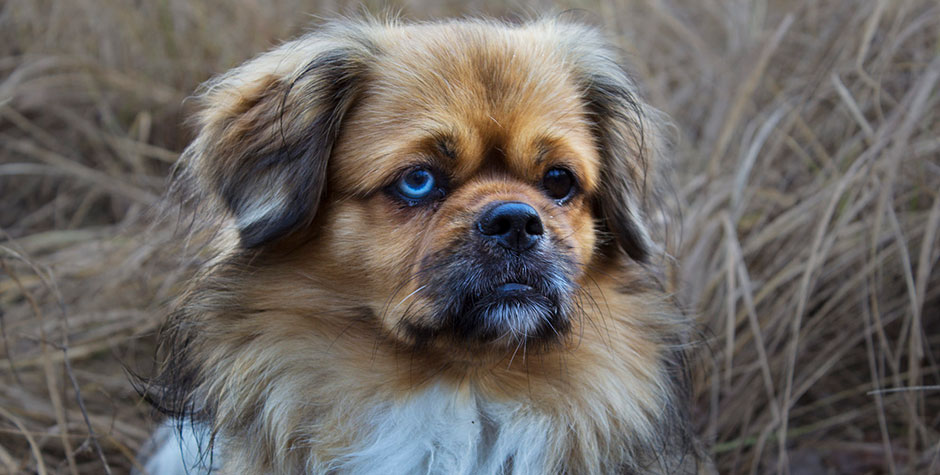 Tibetan Spaniel