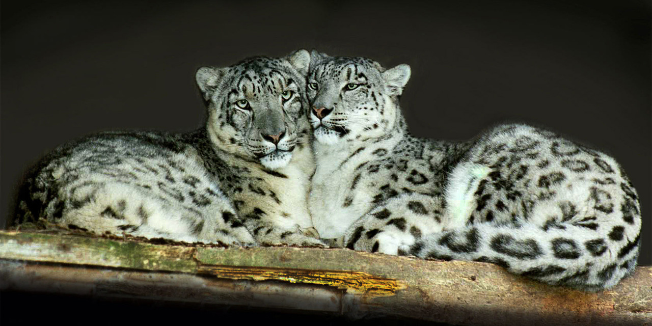 Snow Leopards in Tibet