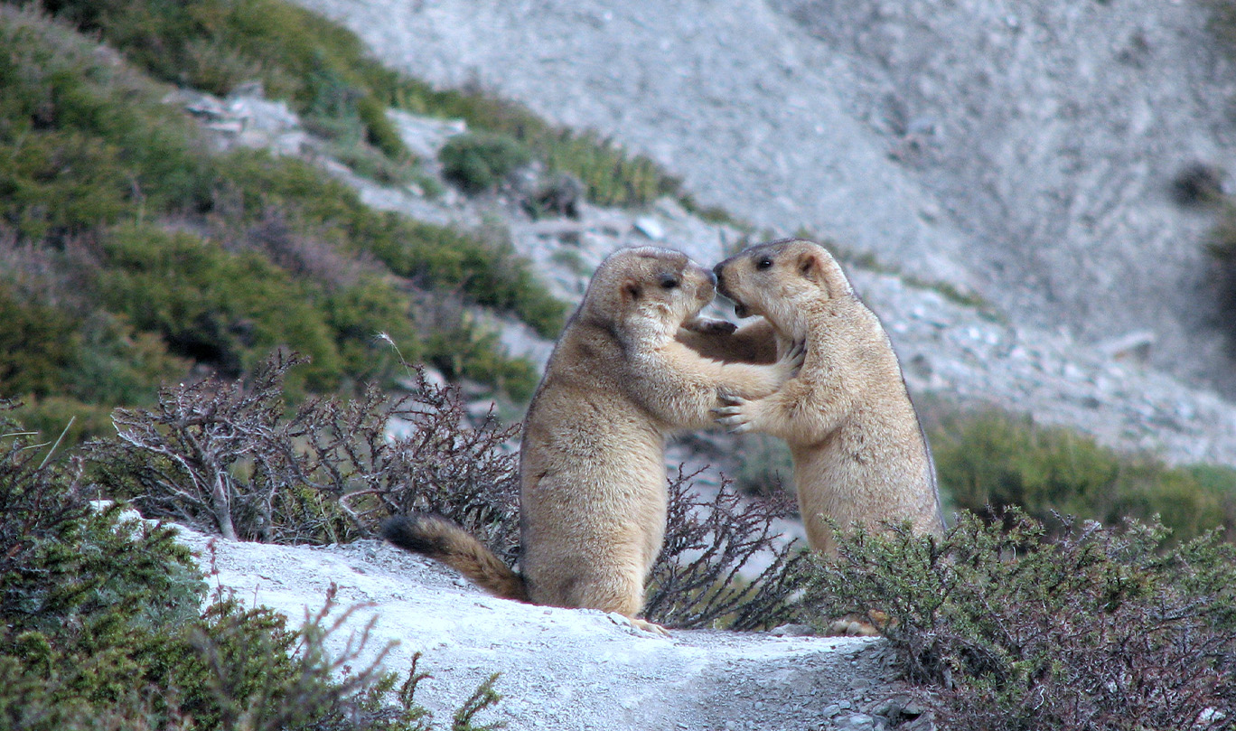 Himalayan Marmots